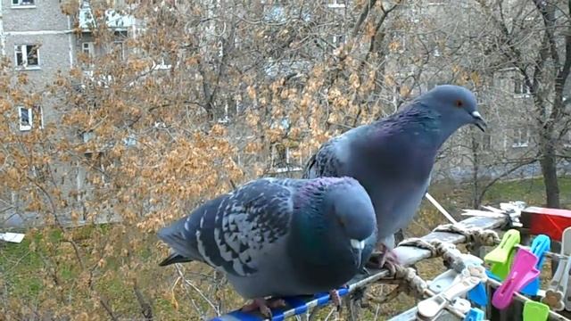 РОМАШКА ЧИСТИТ ПЁРЫШКИ КОКОСУ!