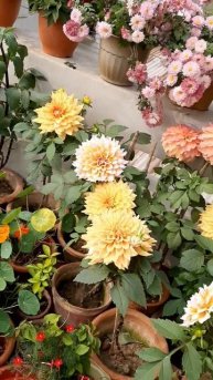 BIG SIZE FLOWERS
