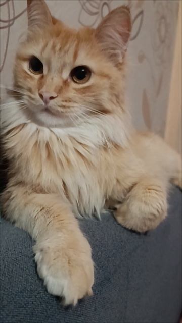 #Соня😽🔥