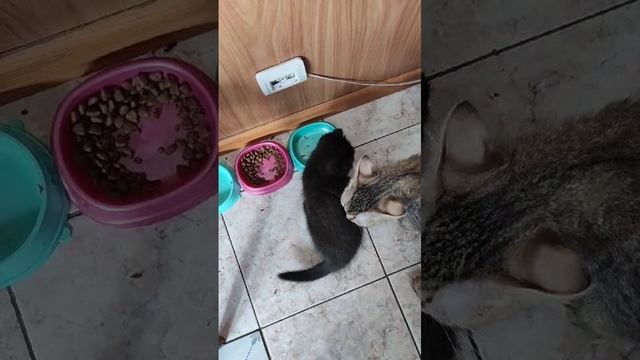 VID-20250303-WA0008