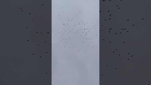 Воронка из ворон