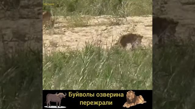 БУЙВОЛЫ - НЕОЖИДАННОЕ НАСТРОЕНИЕ