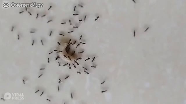 Муравьи поймали личинку