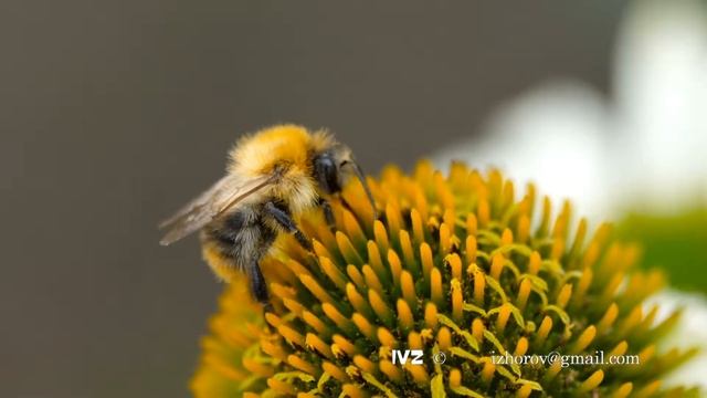 Bumblebee on a Echinacea flower