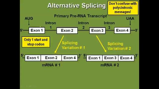 14. Биохимия — раздел I. Транскрипция и процессинг РНК — альтернативный сплайсинг — эукариотические