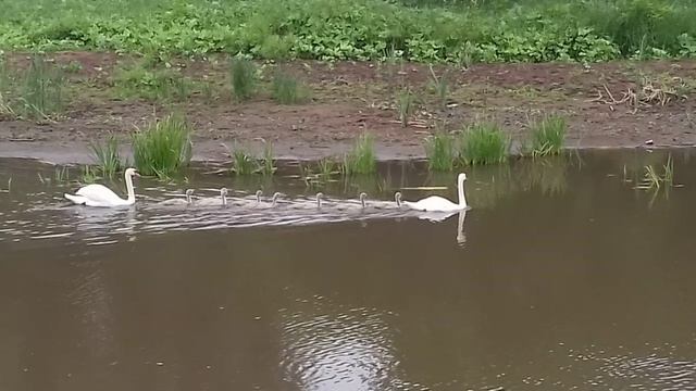 Лебеди на реке Усень👍
Красота😊