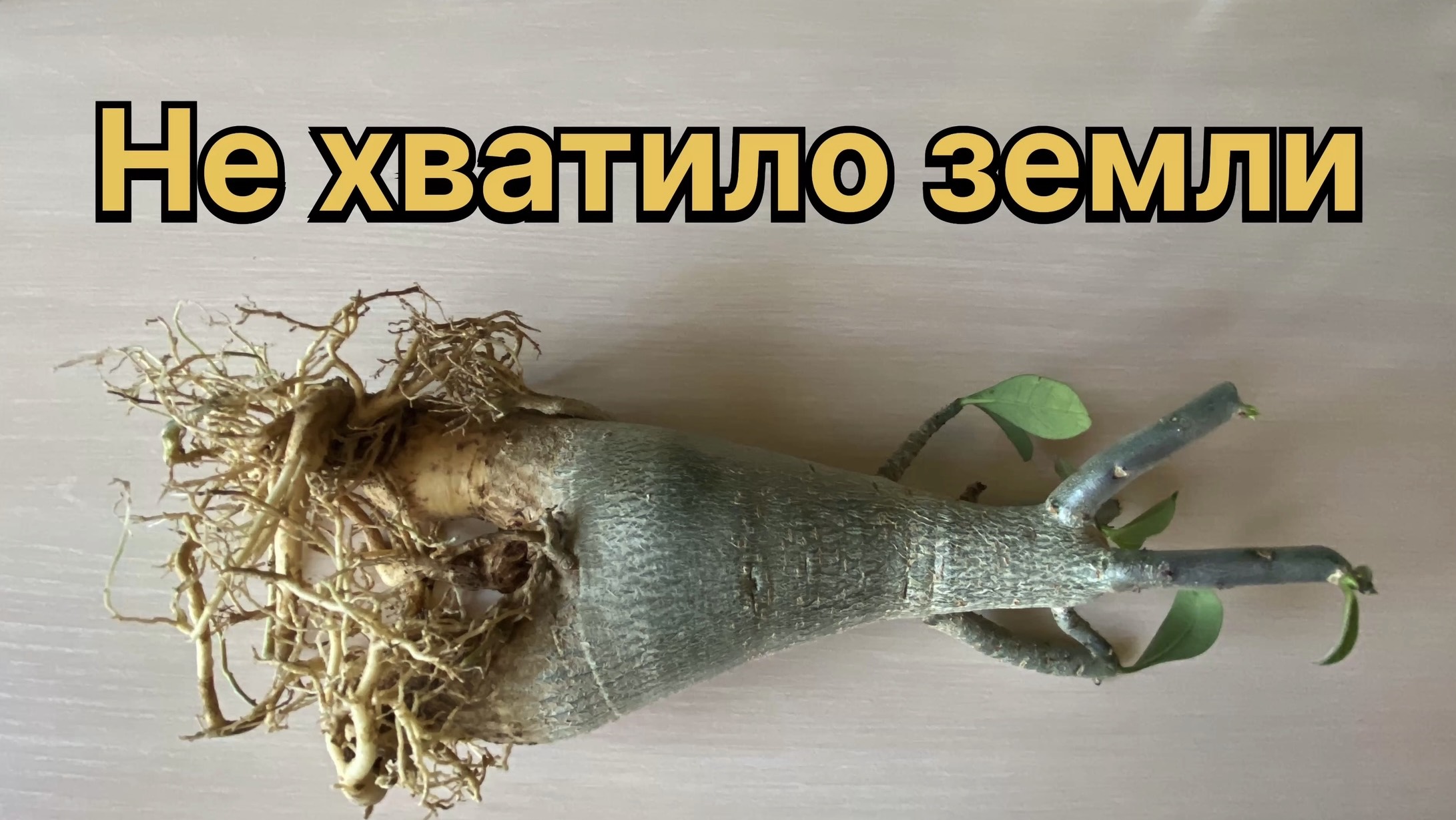 Адениумы. Массовые, вынужденные пересадки крупномеров. Не хватает грунта. 3 февраля 2025 г.