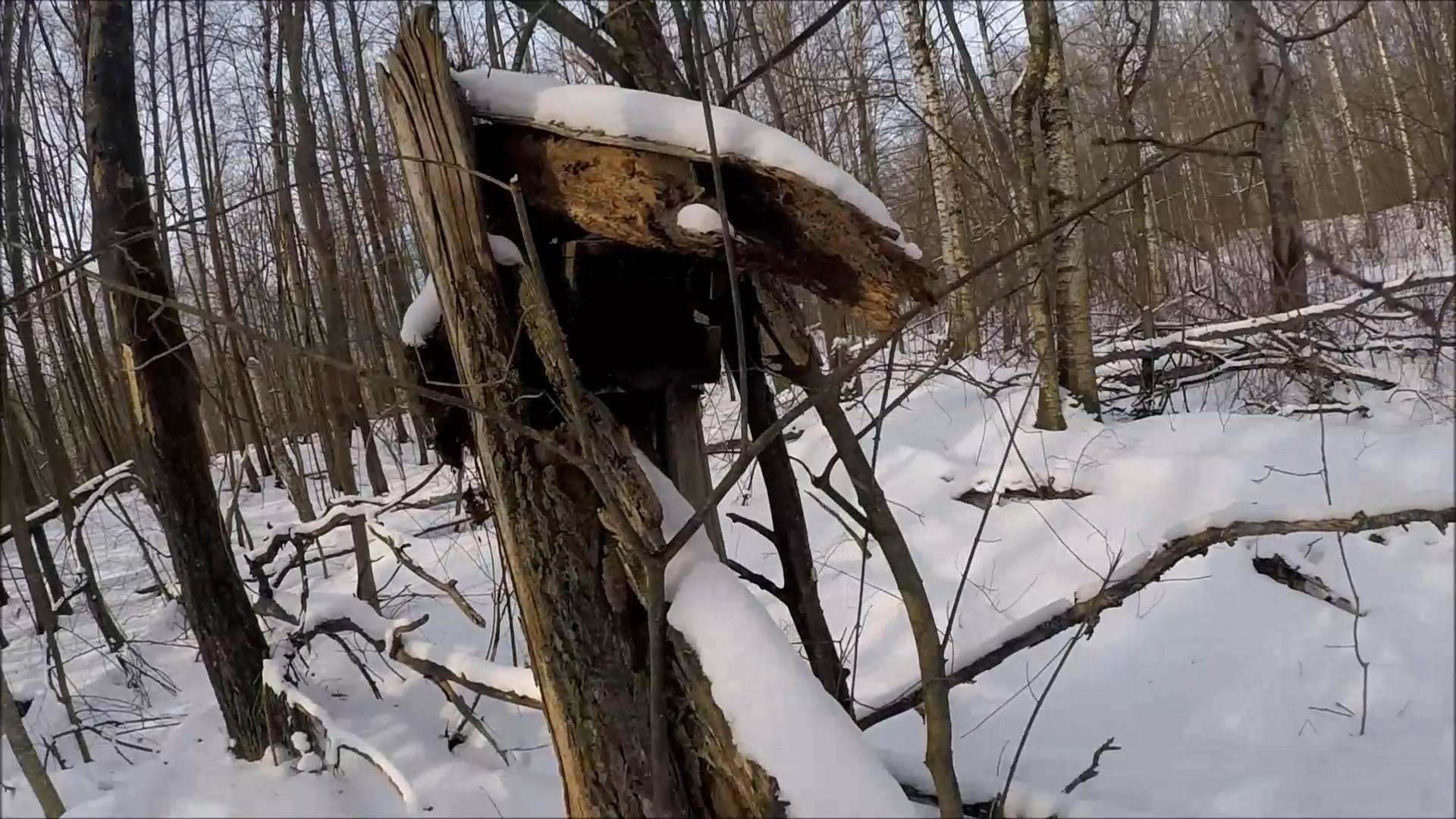 Охота на куницу. Интересное закрытие сезона (Будни охотника и рыбака)