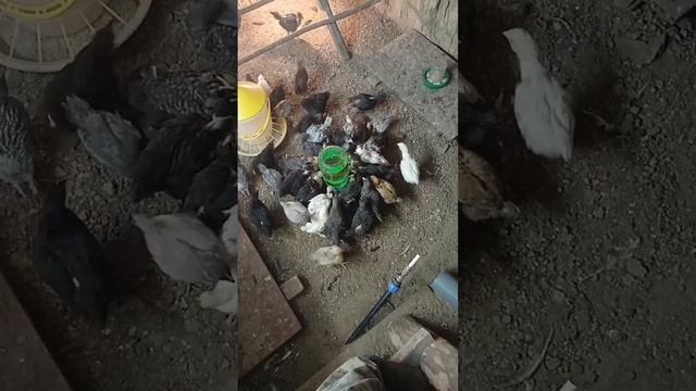 Опустила в подполье новых цыплят, старших перевела в стайку. цыплятам 1 мес.