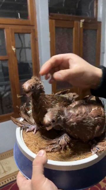 Молодые узбекские голуби