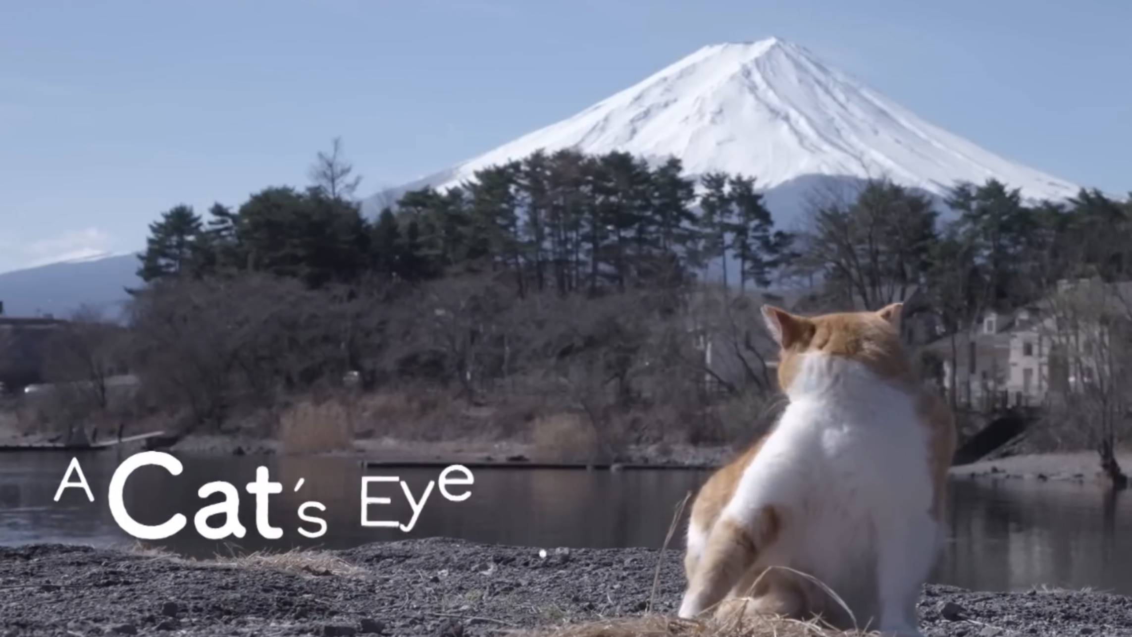 YAMANASHI - Cats eye