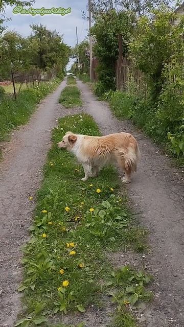 Собаки на дачах жаркая горячая встреча 🐕🌳😃🍀