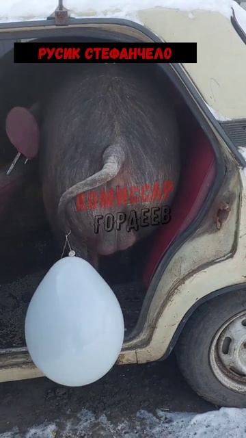 СВИНОфанчука все-таки разбудили и теперь грузят в кортеж🐖