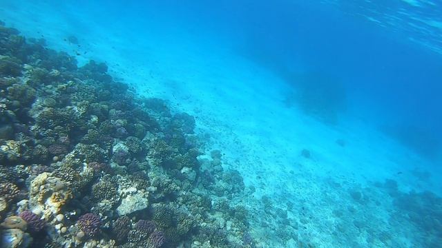 подводный мир красного моря
