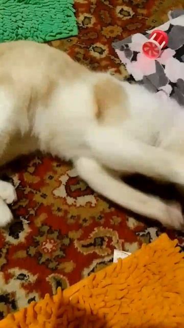 Как он рад играть со своей любимой игрушкой