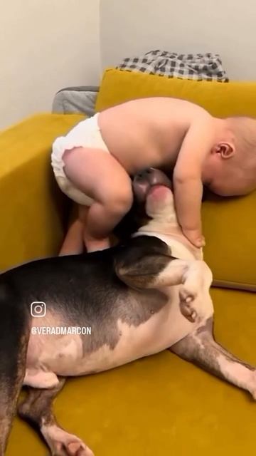 Немного добра и позитива вам в ленту #дети #собаки #Labrador #Dog #fanny #юмор