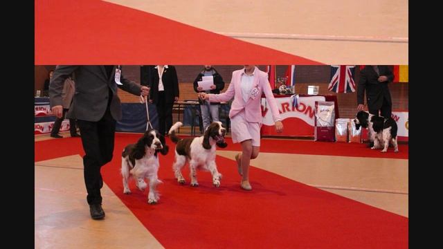 XXX Monográfica Spaniel Club de España 2015