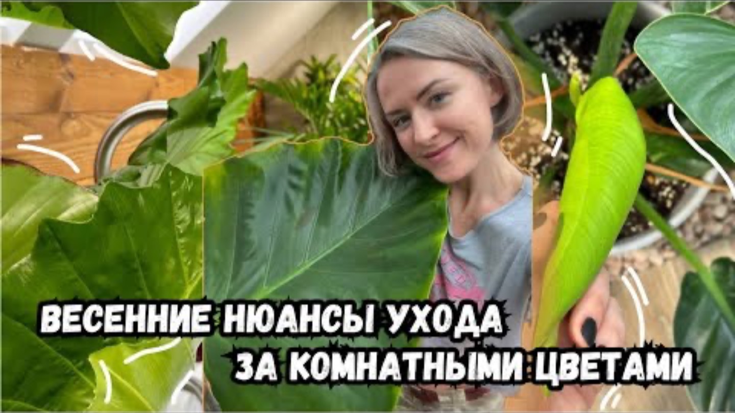 -Весенние нюансы ухода за комнатными цветами | секреты весеннего ухода за растениями