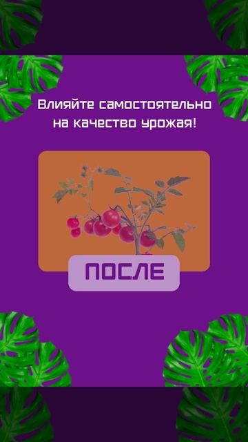 До и после использования фитопродукции Фарлайт