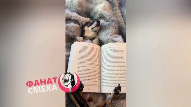 ВИДЕО НАРЕЗКА СМЕХА | СБОРНИК №13