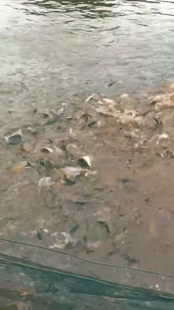 budidaya ikan patin...#ikanpatin