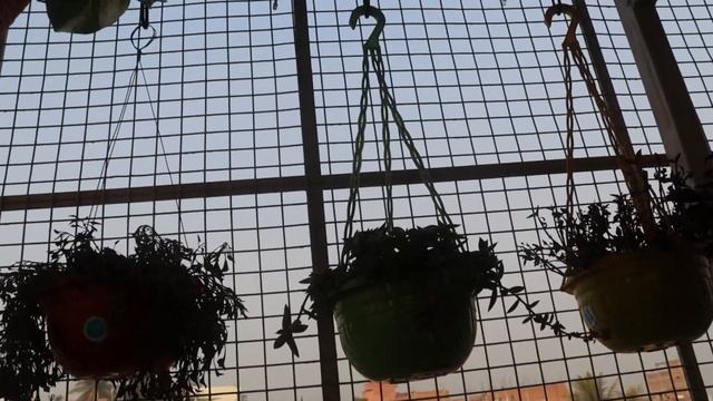 Top 12 indoor hanging vine plant / 12 बेलें जो अंदर सालों तक चलेंगी / Indoor hanging vine plants
