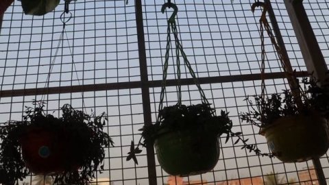 Top 12 indoor hanging vine plant / 12 बेलें जो अंदर सालों तक चलेंगी / Indoor hanging vine plants