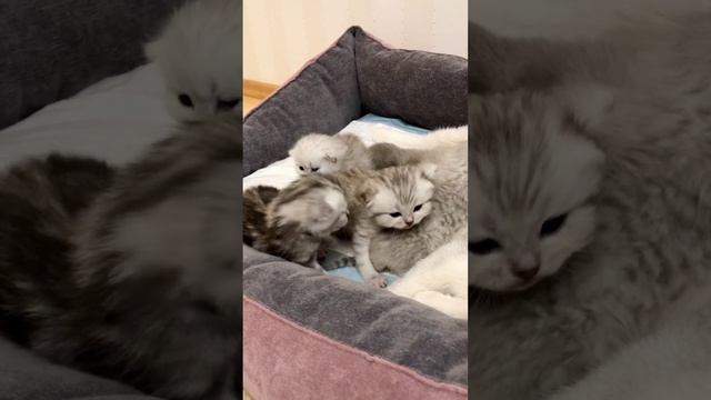 Котятам кошки Кайли 14 дней.