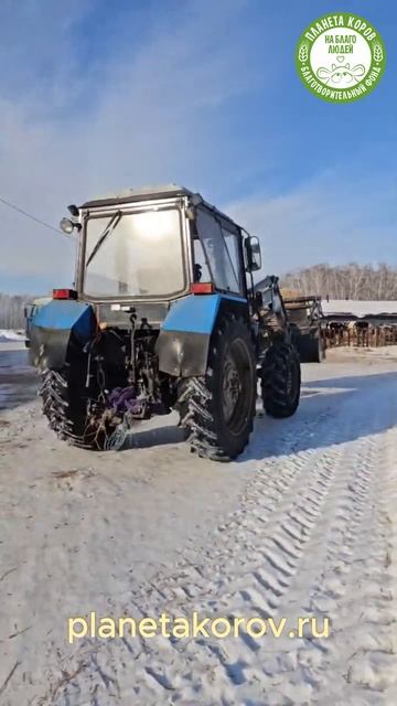 С любовью и вниманием развозят сено по кормушкам коровам