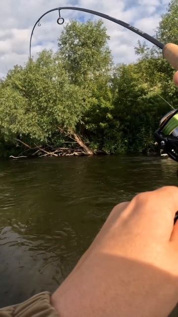 Офигенная поклевочка, для мелкоречки очень понравилась #trend #рыбалка #fishing