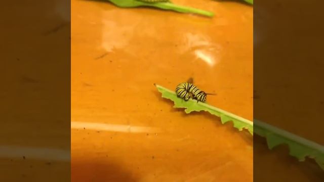 Amazing Monarch Butterfly Caterpillar