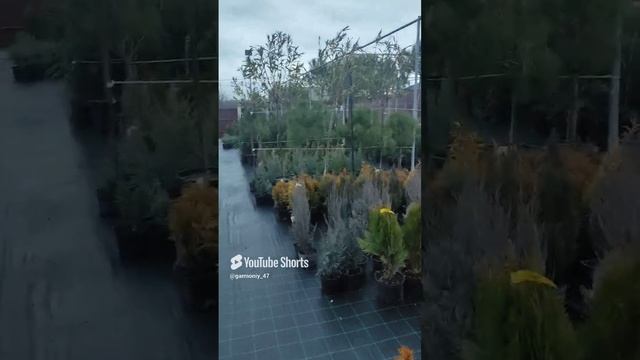 открою секрет обработки растений от грибковых заболеваний и вредителей #сад #дача #garden
