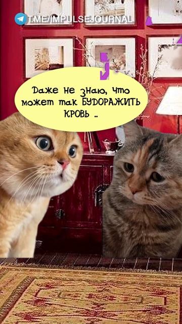 Что лучше #мыкотики #вмем #разговор #анекдот #шутки #животные #юмор #кошки #смешное #мемы #скетчи