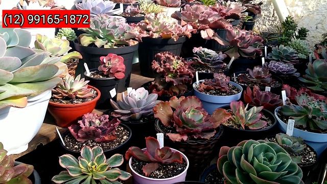 VENDA DE SUCULENTAS | ALBUM DE VENDAS LIBERADO ❤️ / Paraíso da Suculenta