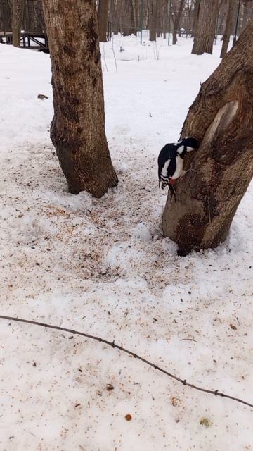 04.03.2025 #сегоднятак #сегодня #природа #nature #oggicosì #бүгін #oggi #hoy #今日 #today #오늘 #자연 #自然