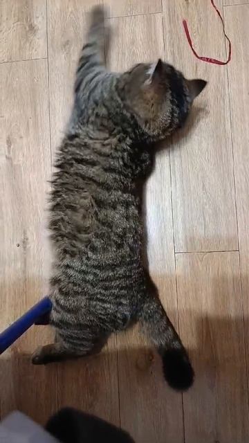 Барсик, к тебя спинка болит?
