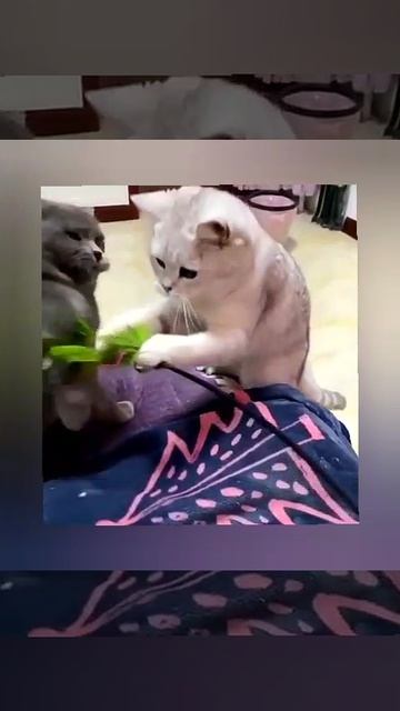 доигрался смешные забавные животные