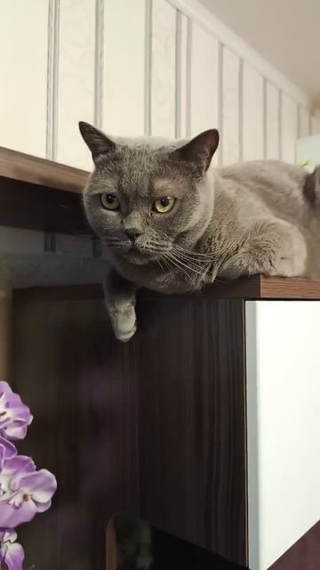 Маменькин сынок