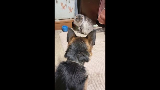 Собака. Кот. Овчарка. Том и Коты.