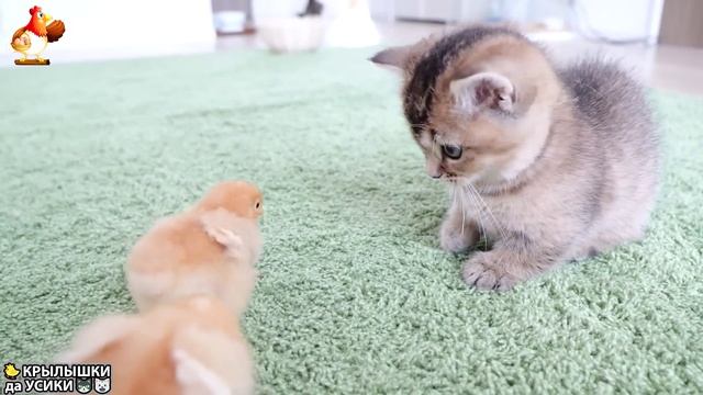 Утята и Цыплята - Кошки и котята (229) Хвостики да Усики ❣️🐈🐤