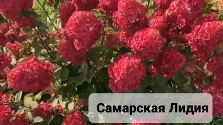 Гортензия "Самарская Лидия"