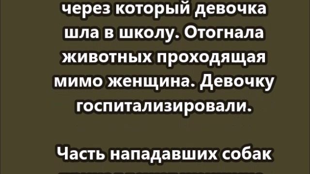 Стая домашних собак напала на 8-летнюю девочку в хакасском селе Шира