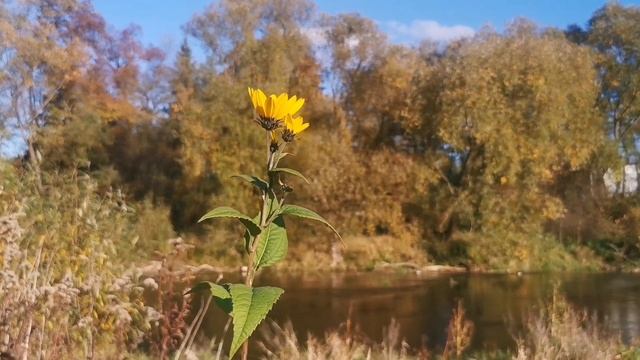 Topinambur, słonecznik bulwiasty, kontrowersyjny pokarm dla cukrzyków, wzbogaca florę jelitową