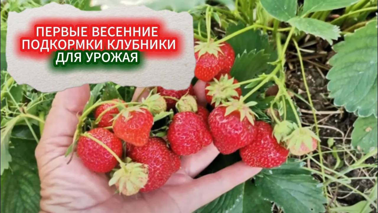 ПЕРВАЯ ПОДКОРМКА КЛУБНИКА ВЕСНОЙ ДЛЯ УРОЖАЯ. ЧЕМ ПОДКОРМИТЬ КЛУБНИКУ ПОСЛЕ ТЕПЛОЙ ЗИМЫ