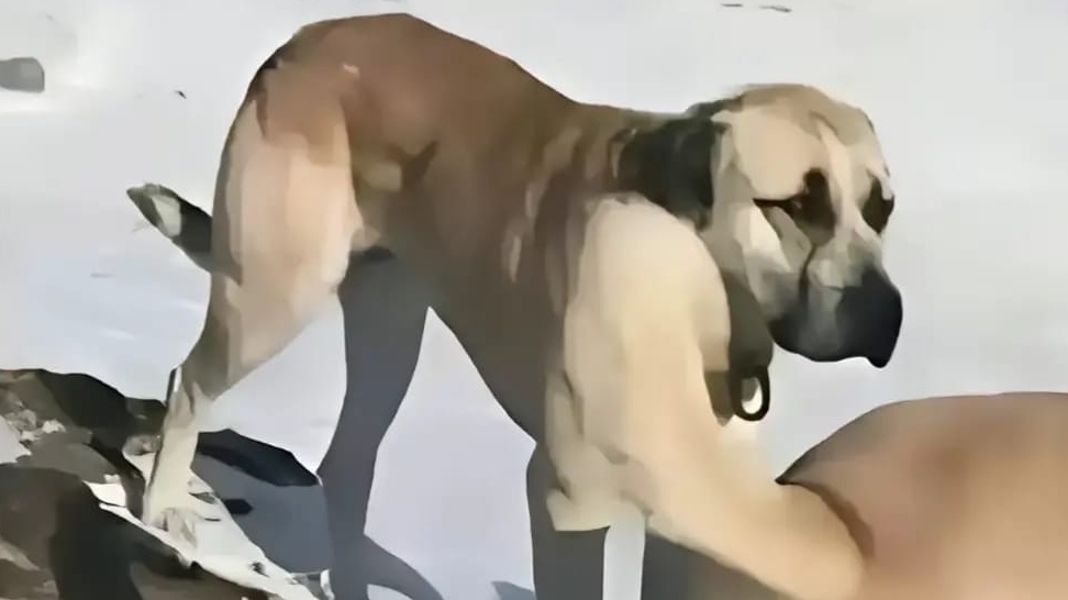 птичка