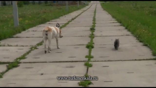 Мы с Тамарой ходим парой... Неожиданная дружба. #собакиикошки #алабай #забавное