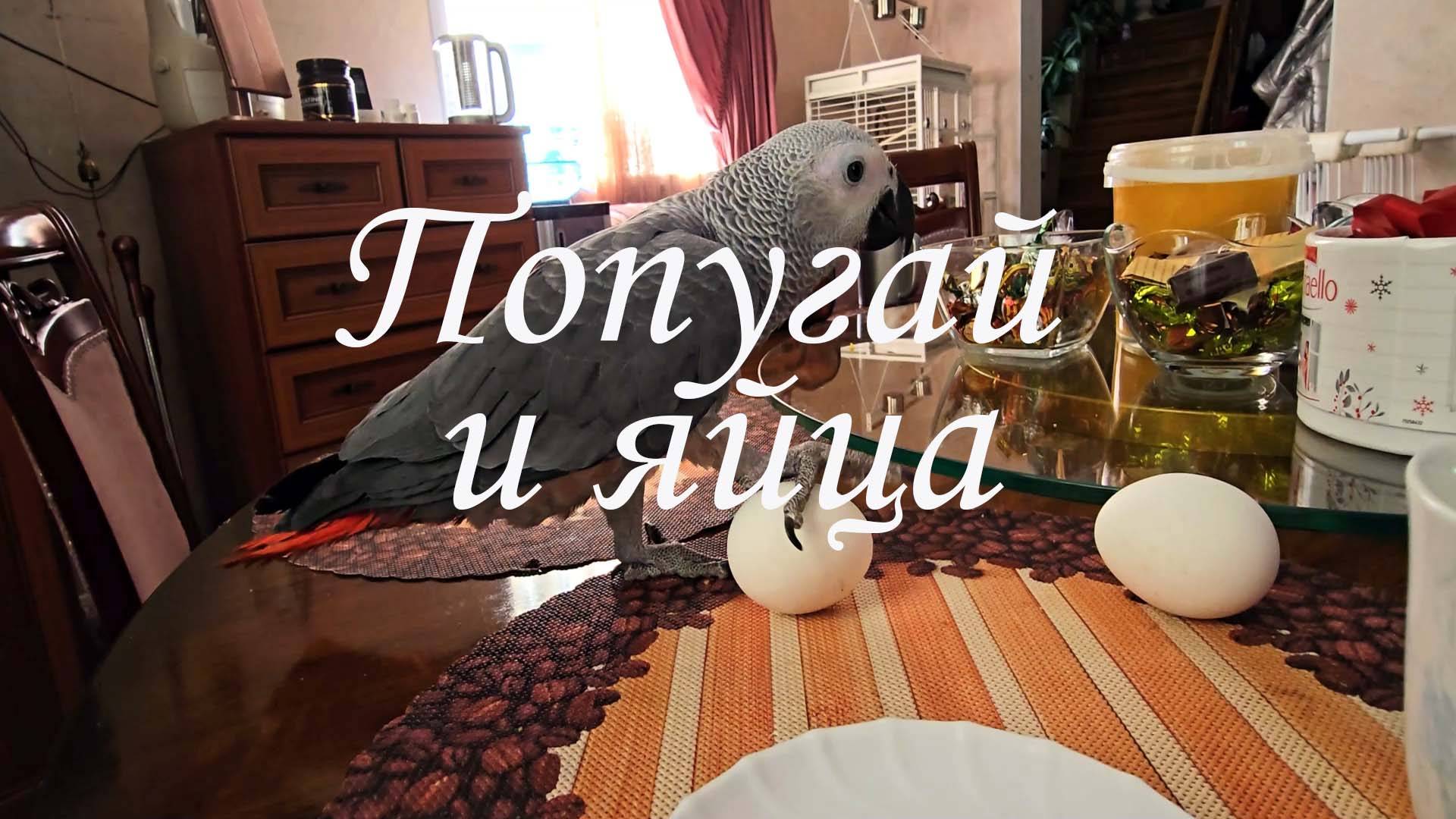 Попугай Серодактель и яйца.