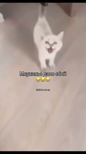 Мяуканье кота 😅