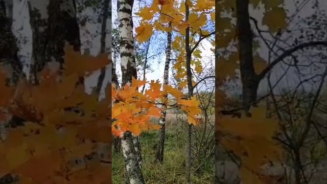 ВИА «Виктория ТРИ» - Осенний вальс