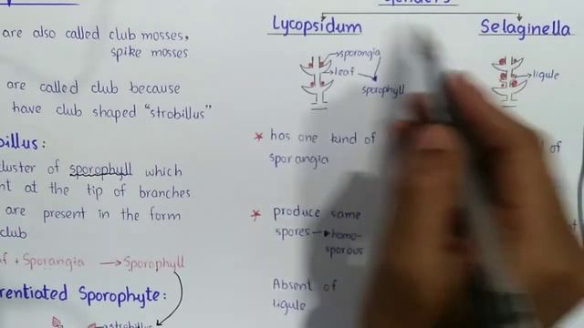Lycopsida lecture | Lycopsida lecture in urdu | Lycopsida lecture class 11